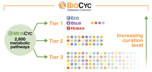 BioCyc内的三层数据库图